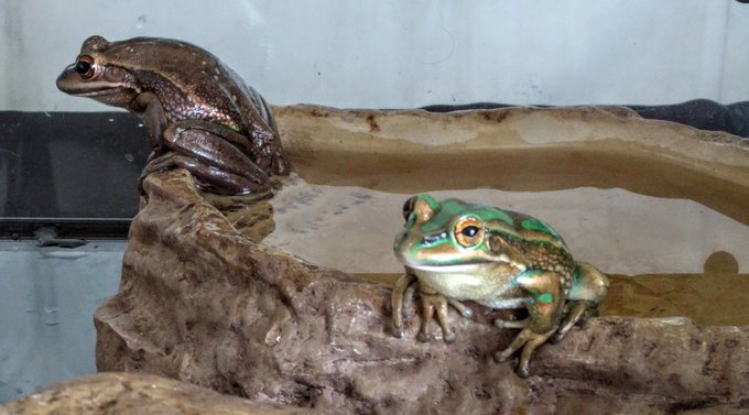 Green and Golden Bell Frog