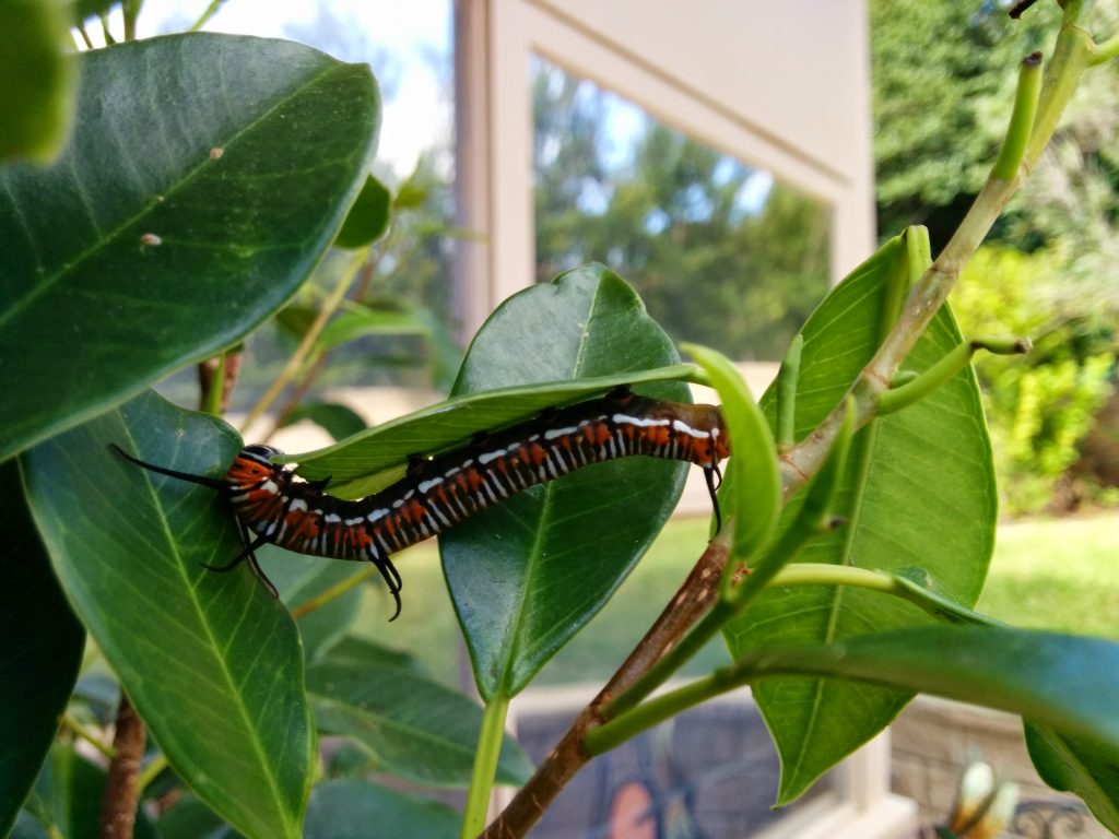 Oleander Butterfly Euploea core Caterpillar