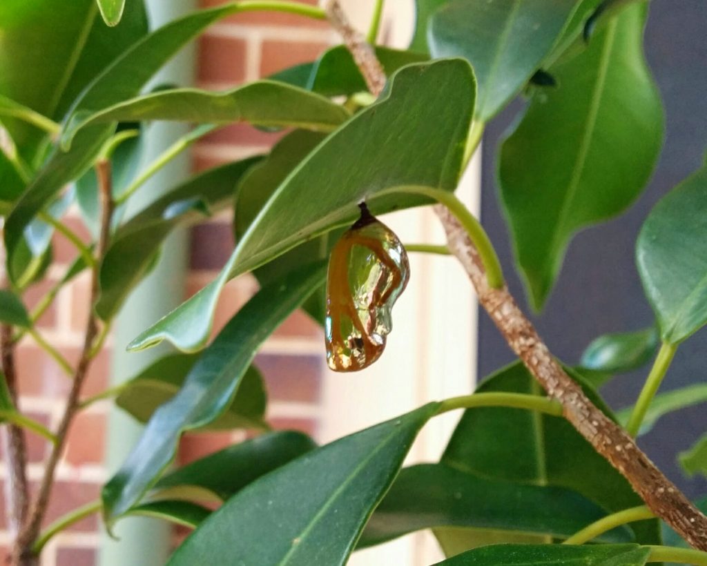 Silver pupa of the Oleander Butterfly Euploea core