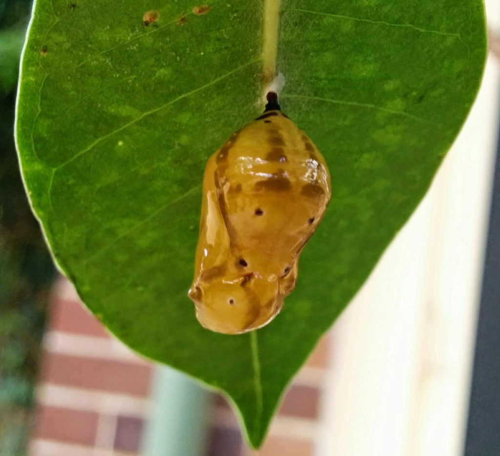 Pupa of the Oleander Butterfly Euploea core