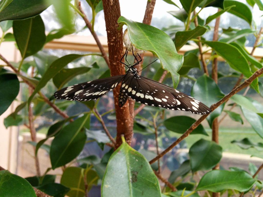 Newly emerged Oleander Butterfly Euploea core