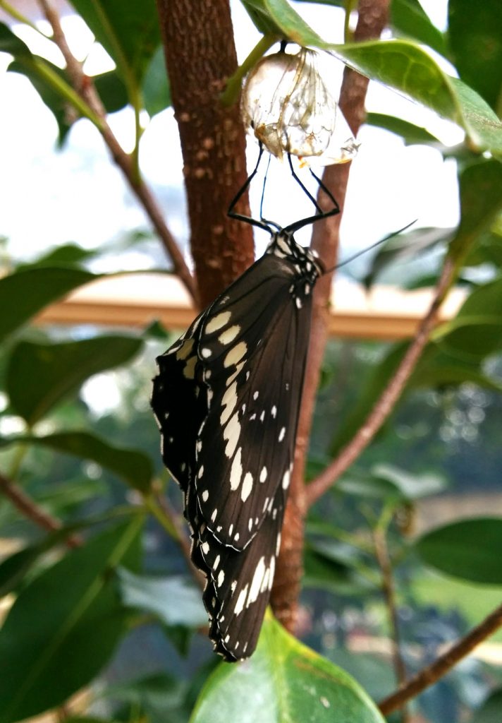 Newly emerged Oleander Butterfly Euploea core