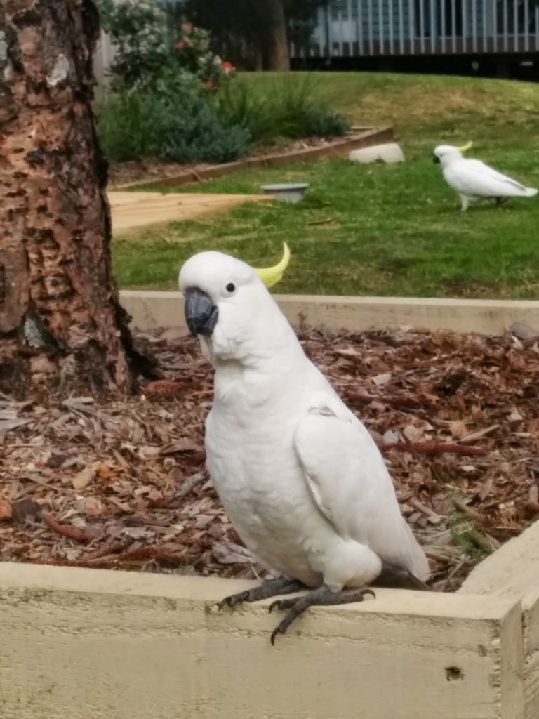 Sulphur Crested Cockatoo