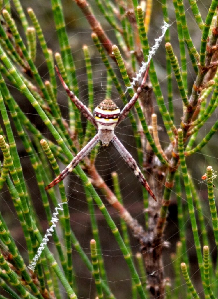 St Andrews Cross Spider