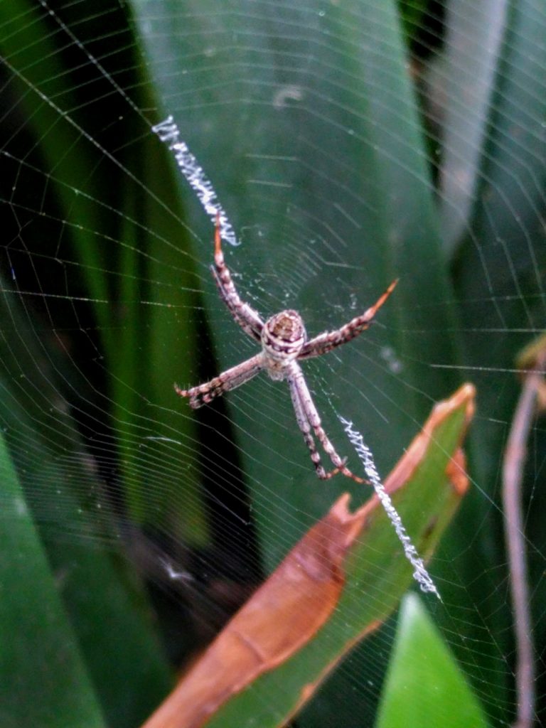 St Andrews Cross Spider