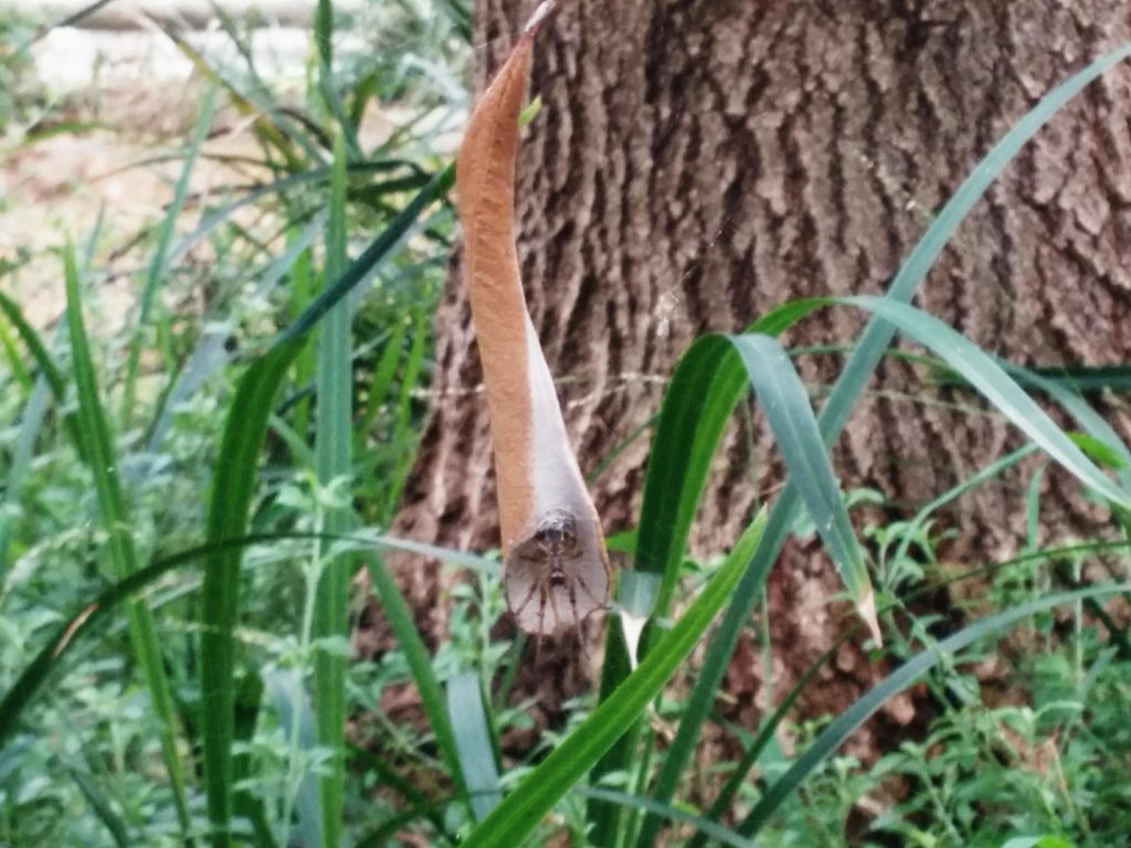 Leaf Curling Spider