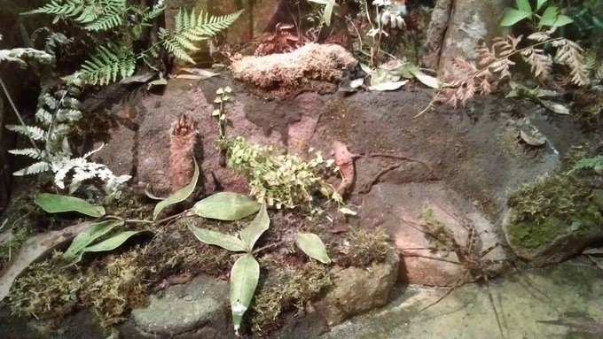Rainforest Spider diorama
