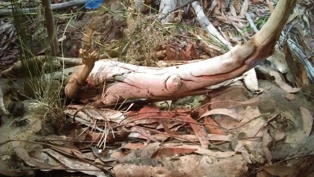 Sydney Bushland diorama