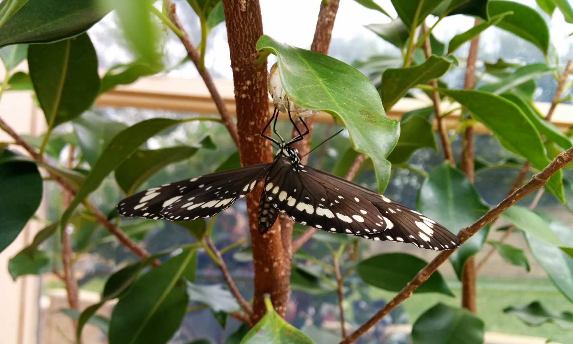 Newly emerged Oleander Butterfly Euploea core drying wings