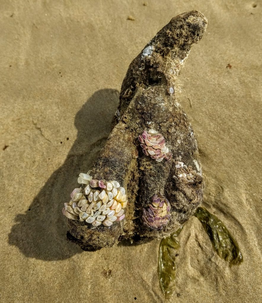 Cart-rut Shell Dicathais orbita eggs on sponge