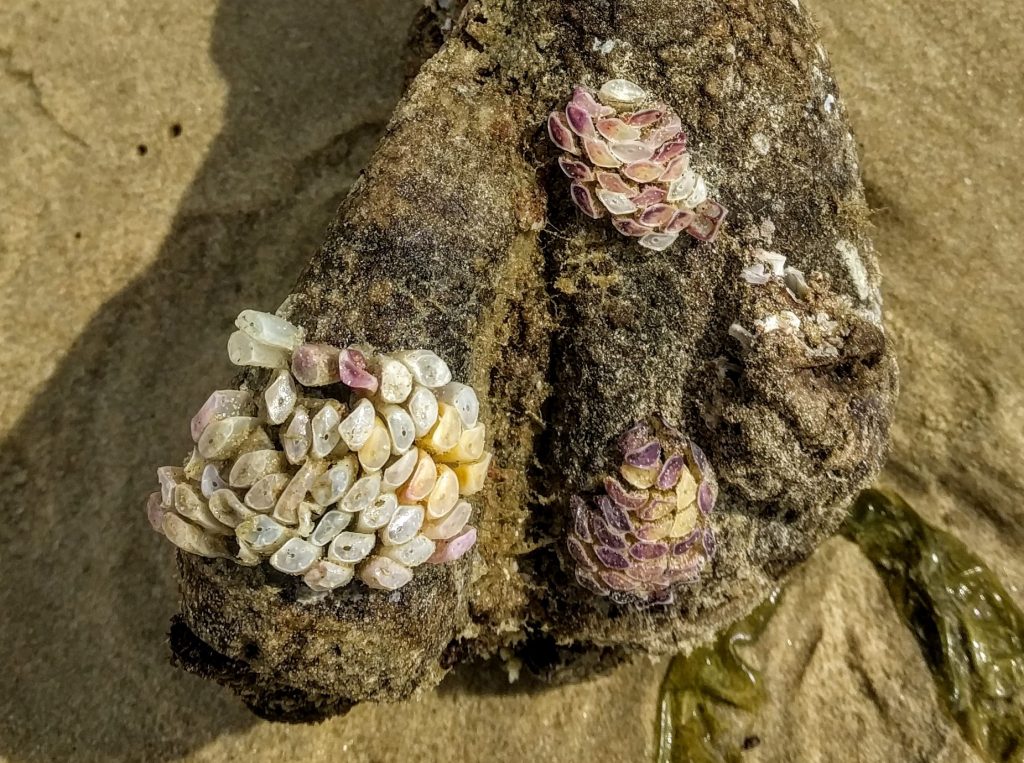 Cart-rut Shell Dicathais orbita eggs on a sponge