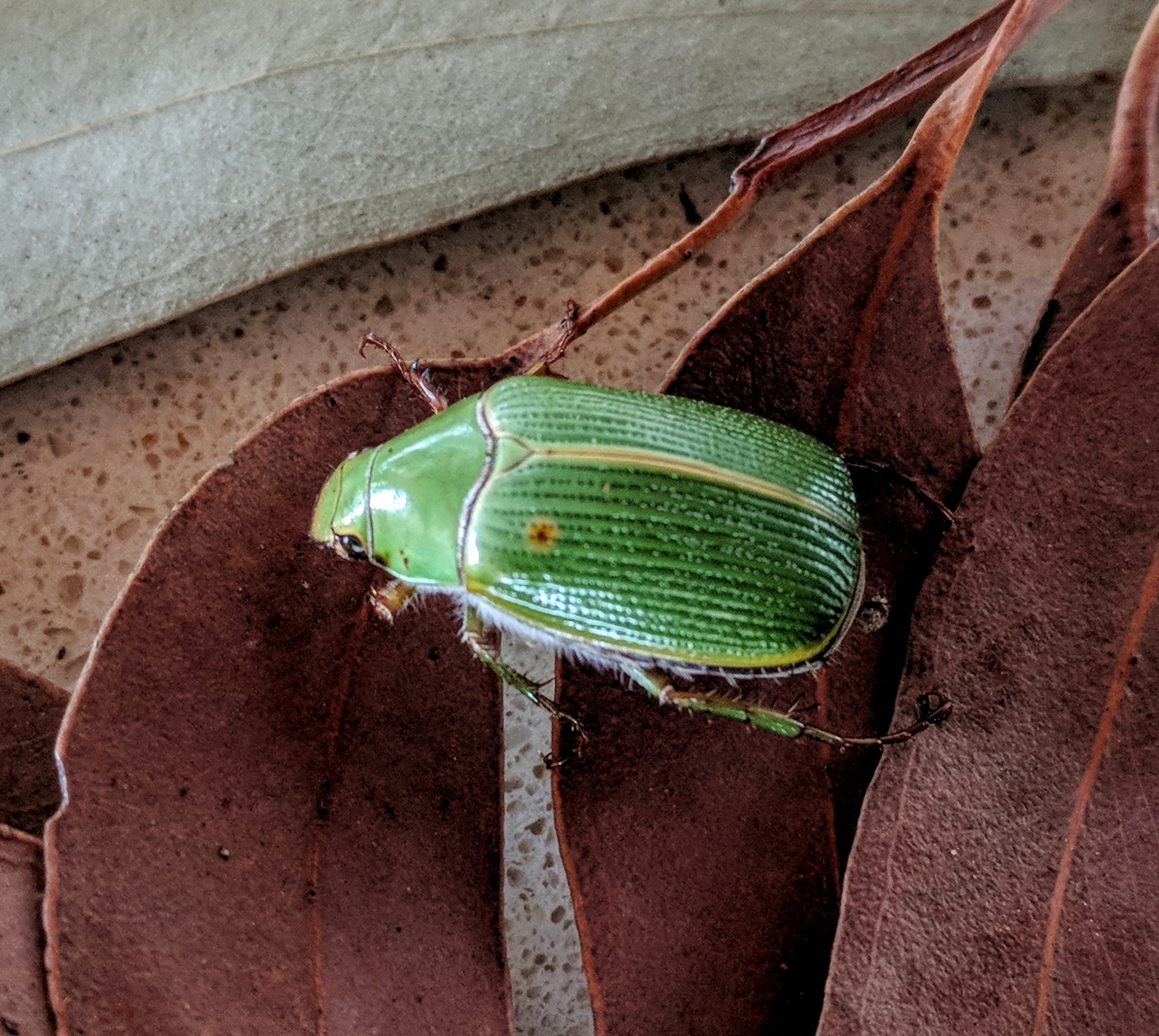 Christmas Beetles Australian Environmental Education