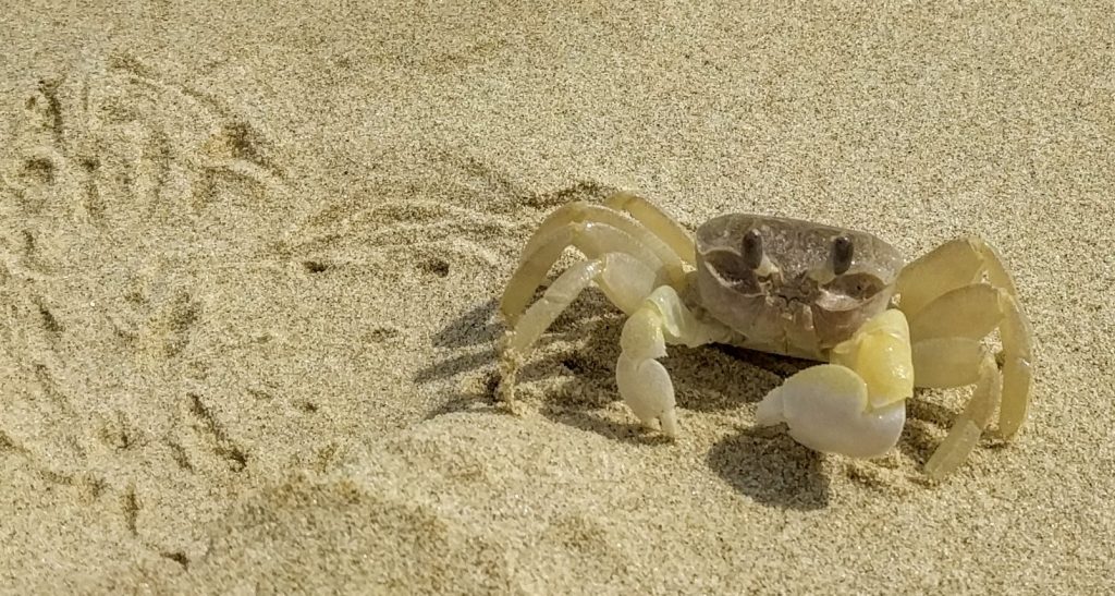 Ghosts Crabs on sand