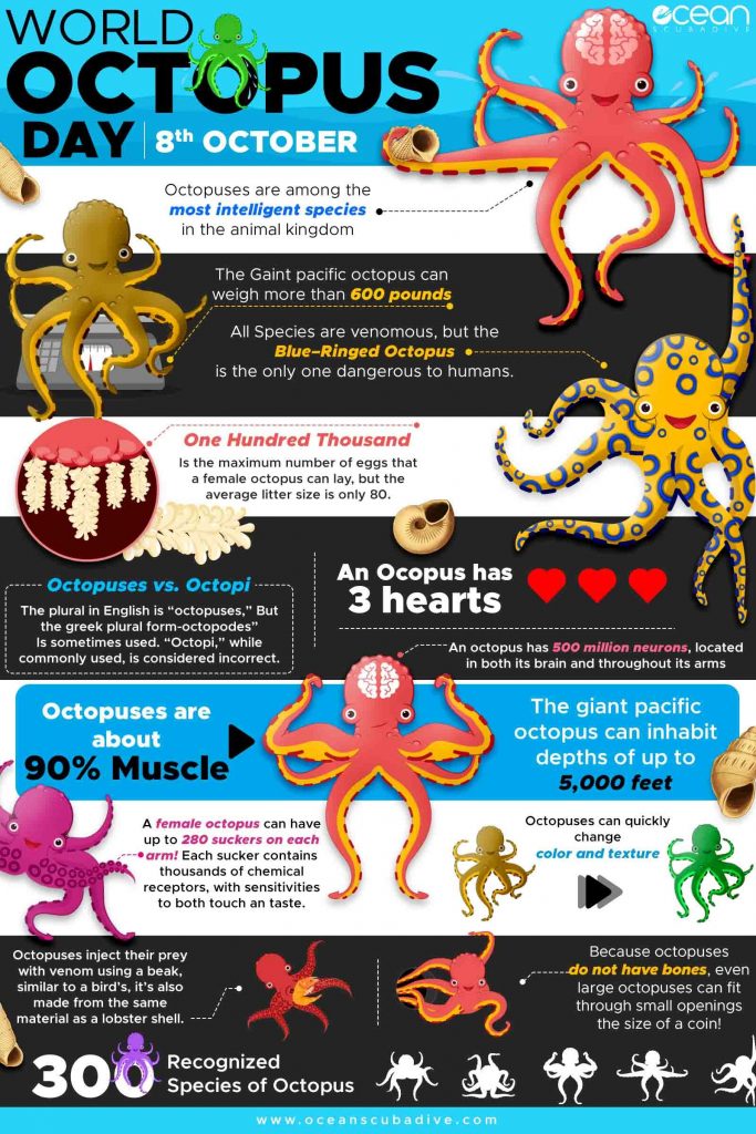 World Octopus Day 8 October Infographic