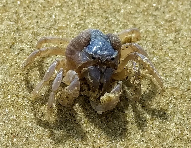 Soldier Crab