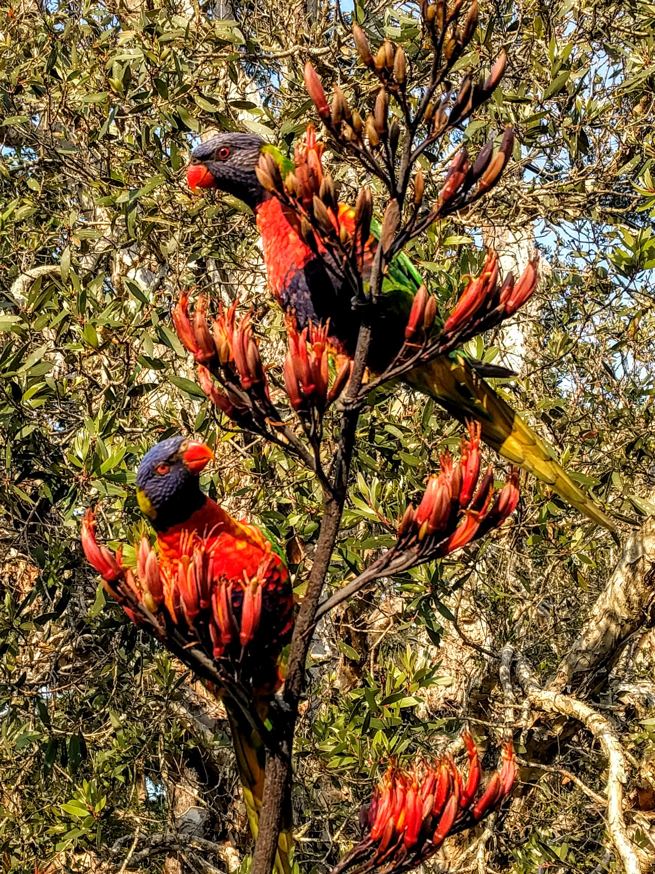 Attracting birds to your backyard Australian Environmental Education
