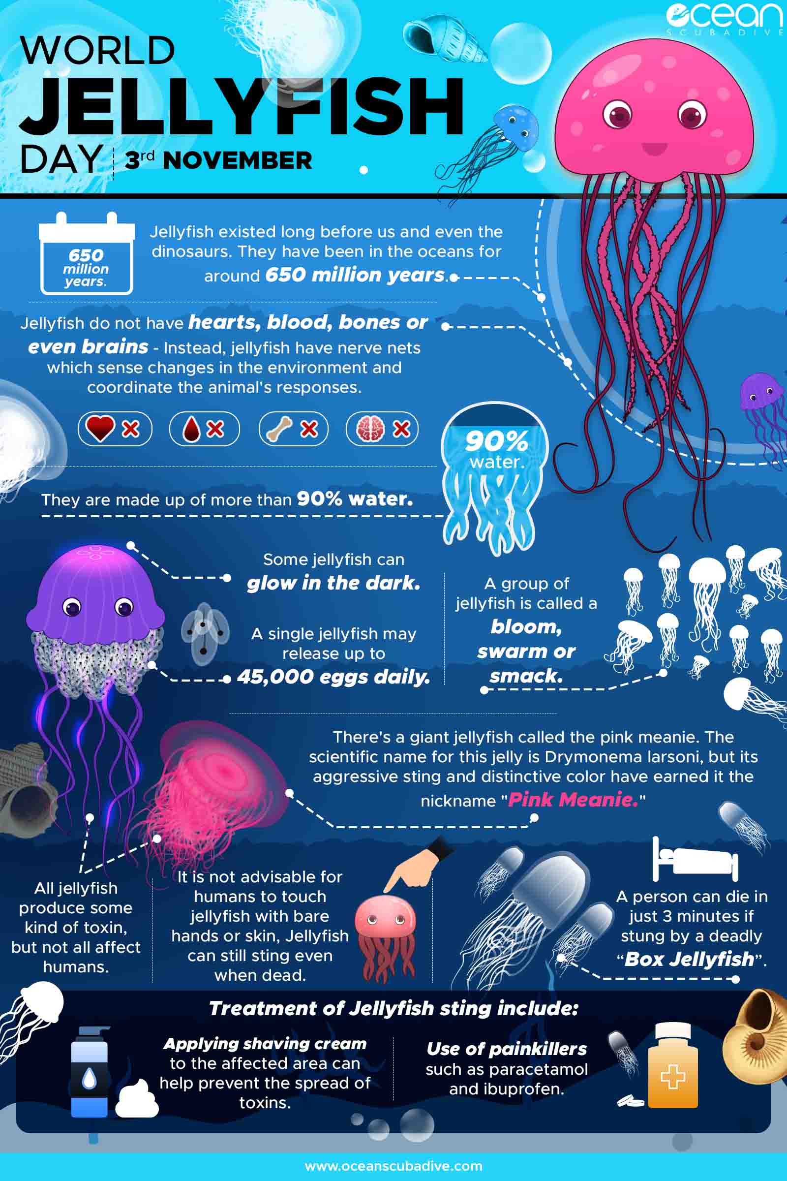 World Jellyfish Day Australian Environmental Education