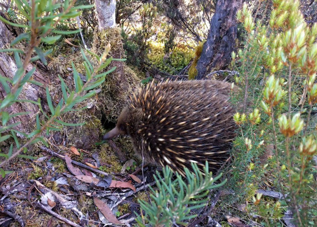 Echidna exploring