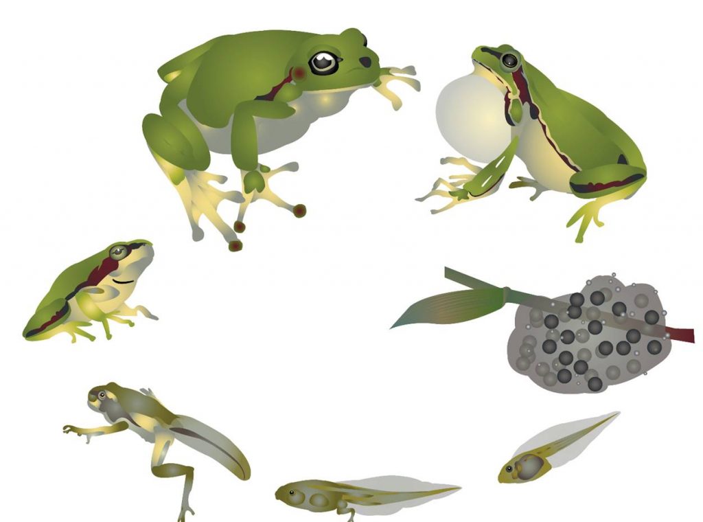Stylised Frog life cycle