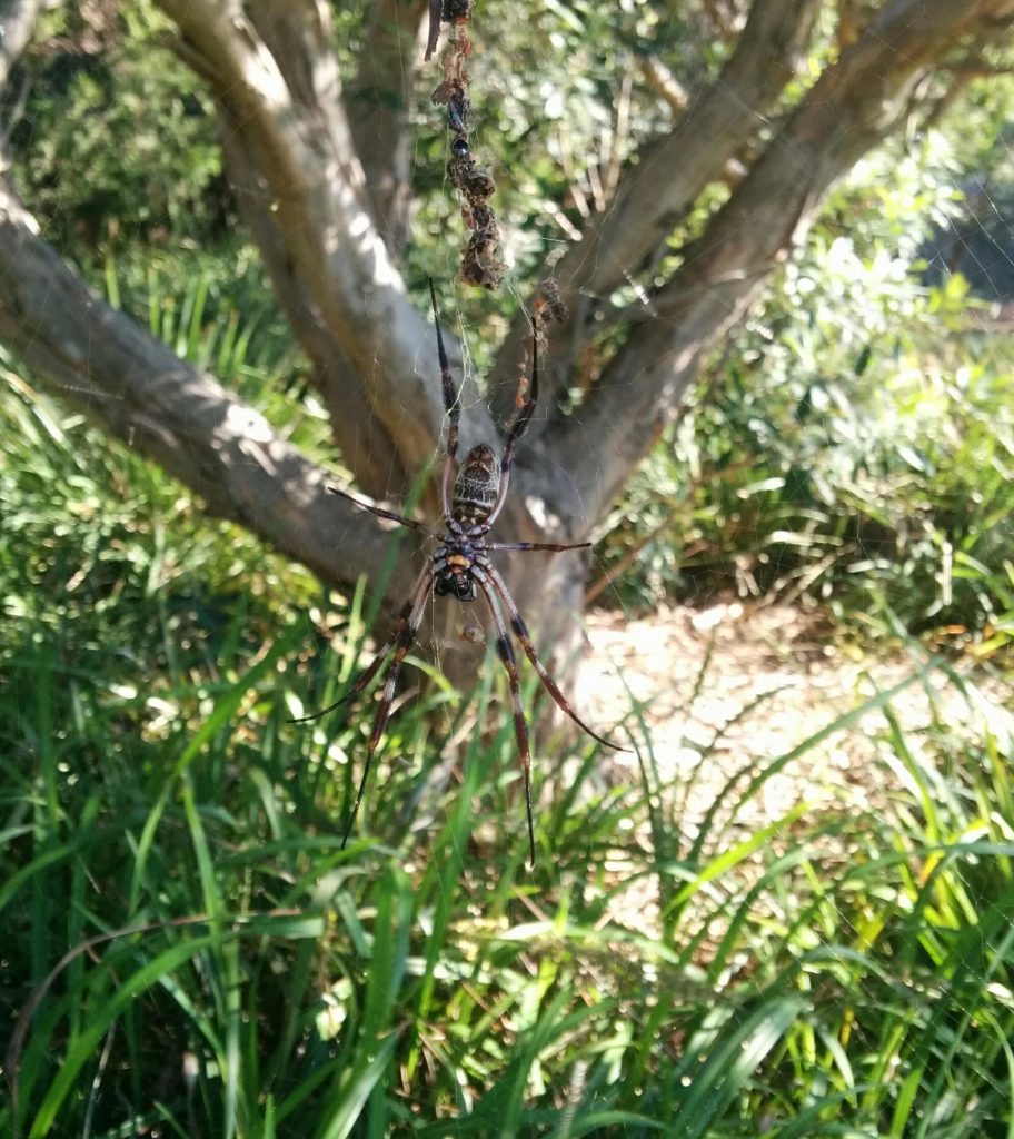 Golden Orb Weaving Spider