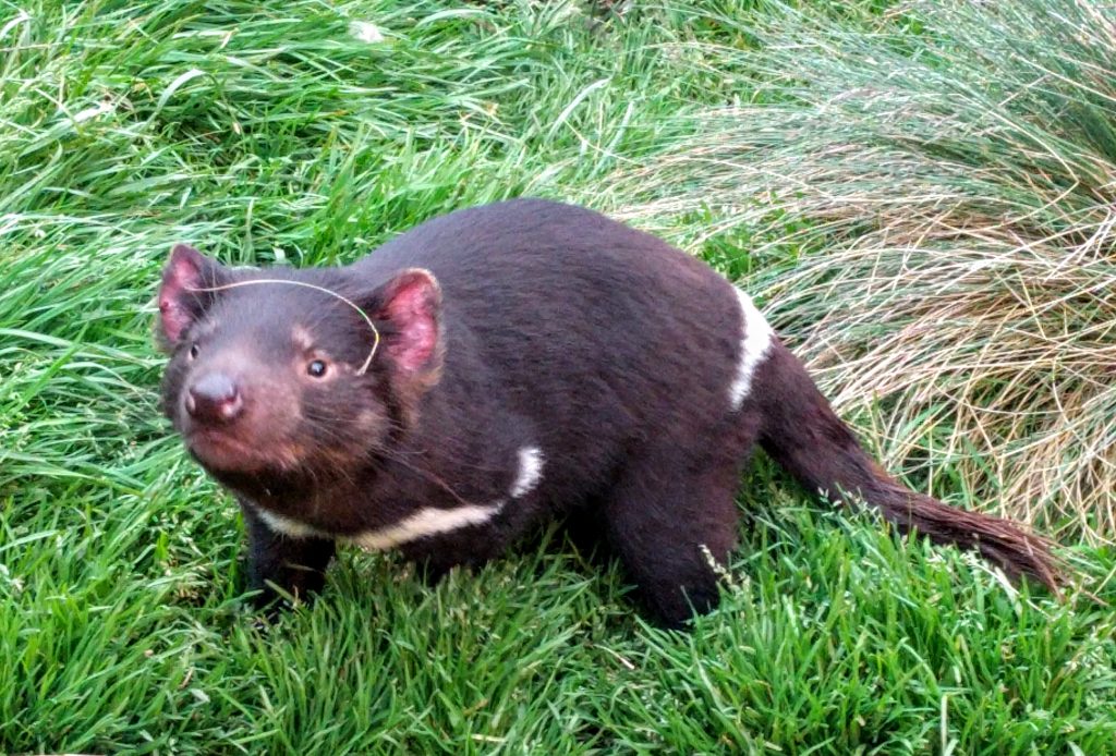 Tasmanian Devil