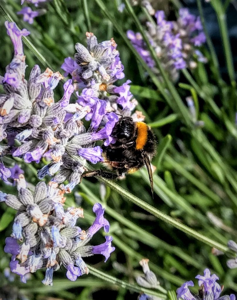 Feral European Bumblebee