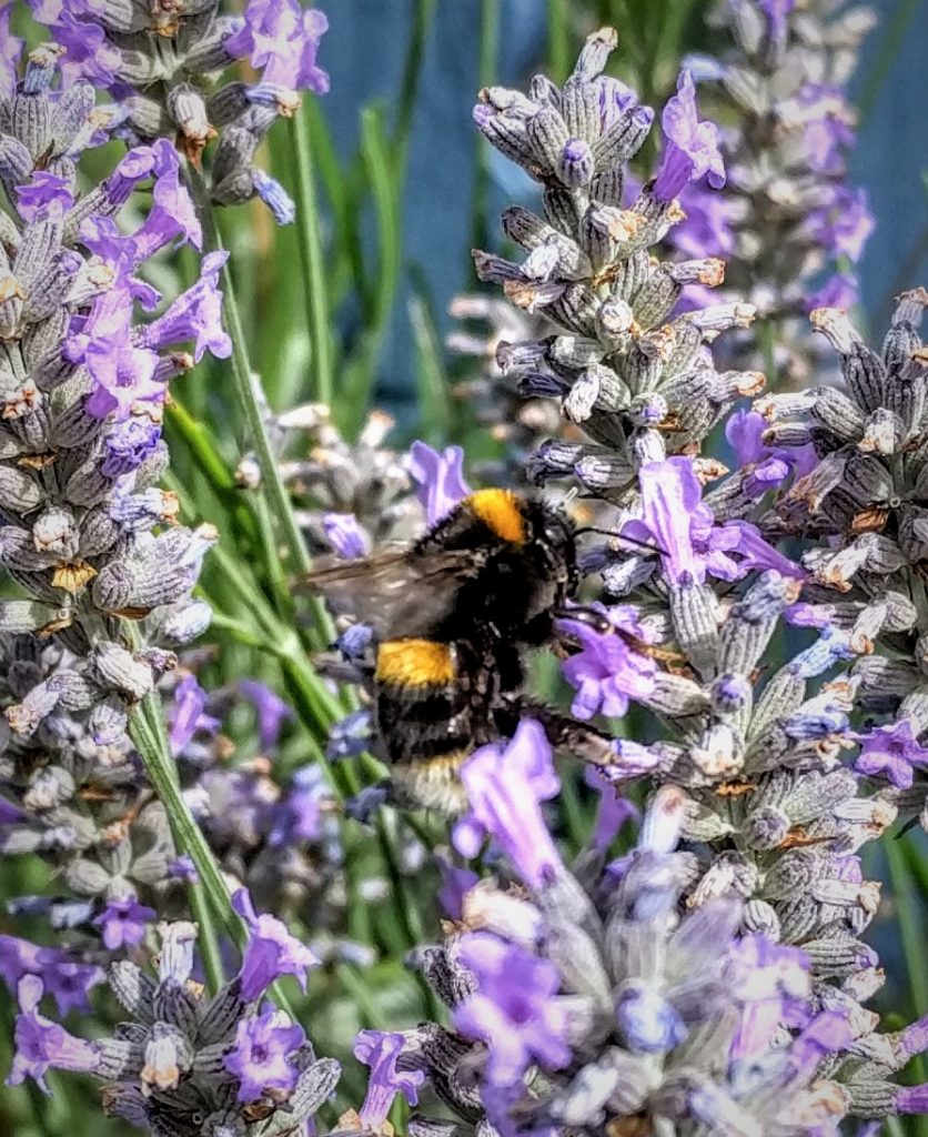 Feral European Bumblebee