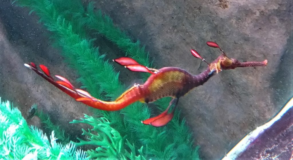 Weedy Sea Dragon