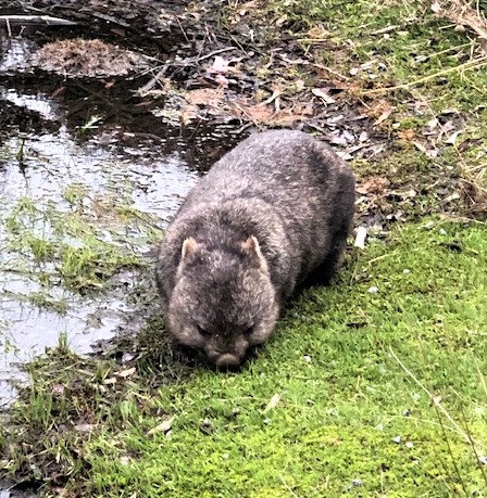 Wombat