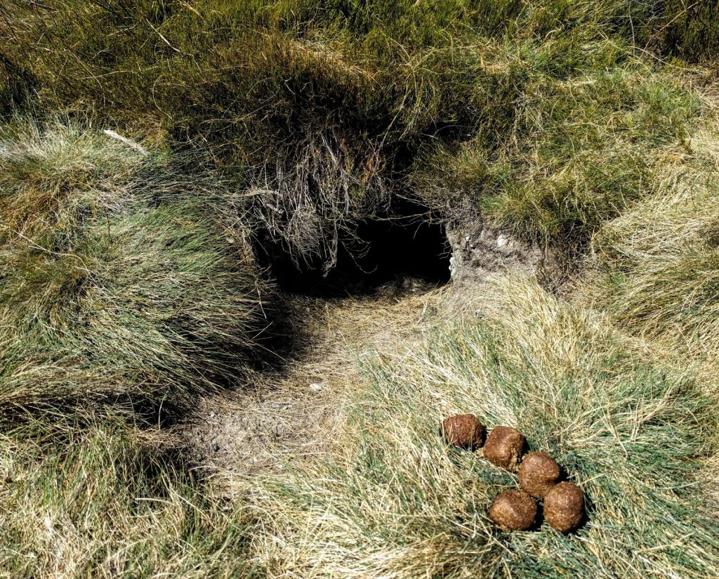 Wombat Burrow and poo