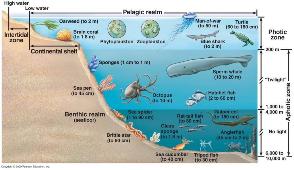 Layers of the ocean graphic