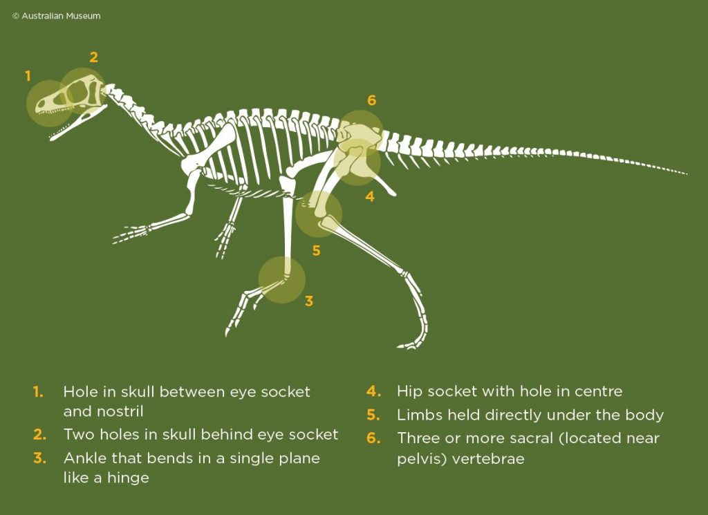 Dinosaur features