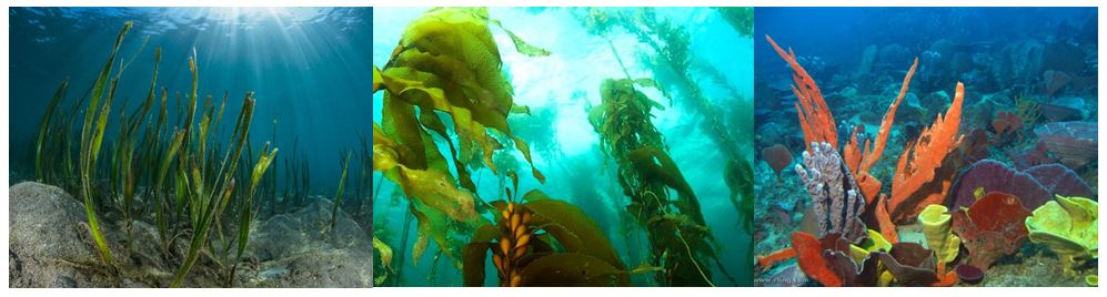 Composite image of temperate marine habitats; seagrass, kelp beds and sponge gardens