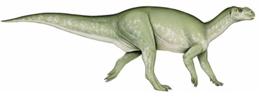 Muttaburrasaurus illustration