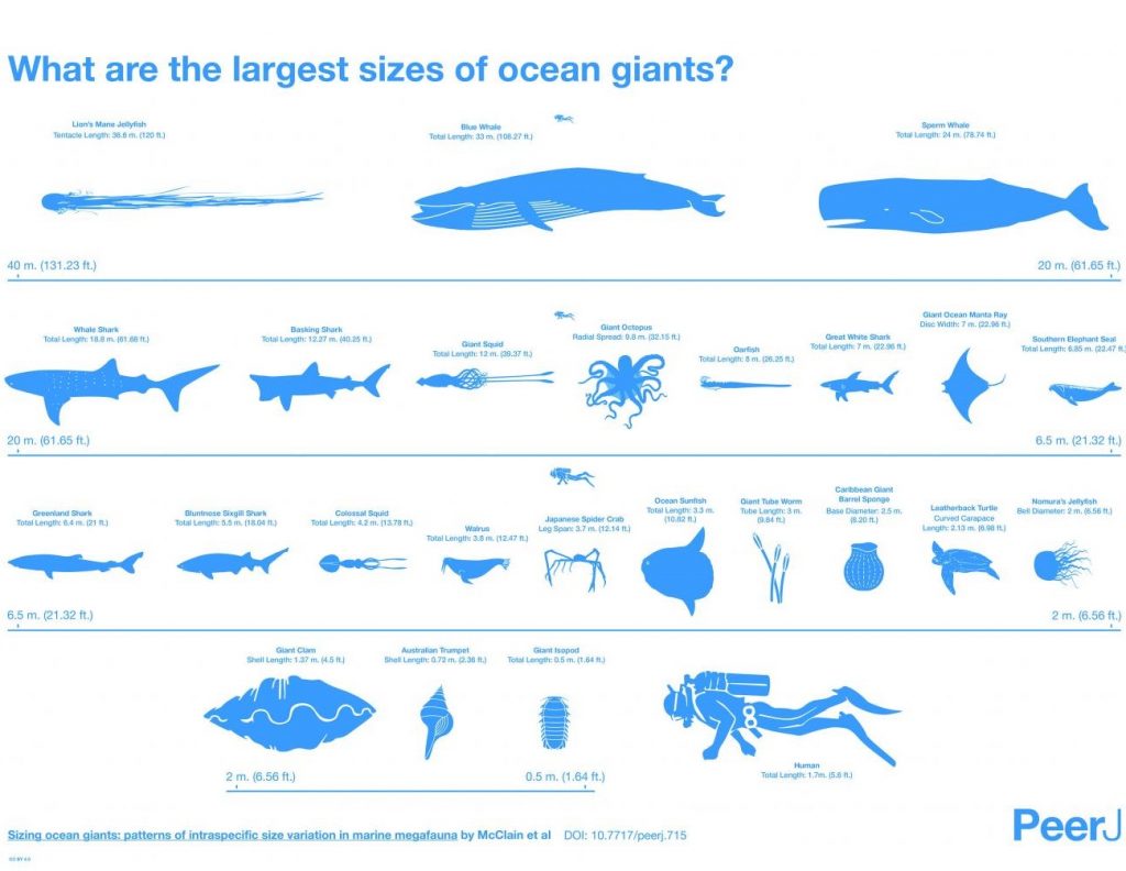 Marine animals comparative  sizes