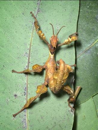Spiny leaf insect