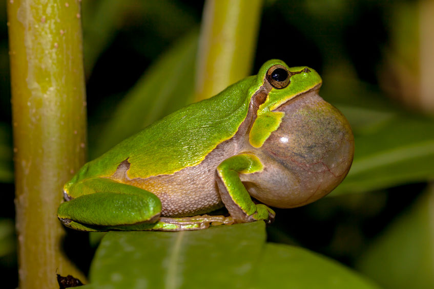 Frog croaking vocal sack