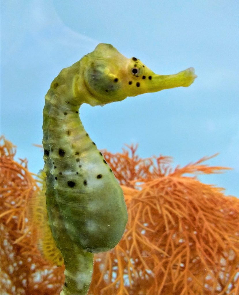 Seahorse