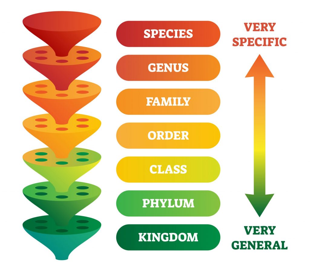 Kingdom to Species classification