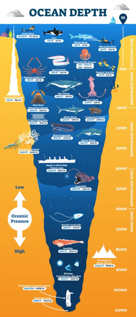 The Deep Sea Begins Where The Sunlight Starts To Fade the-deep-sea-begins-where-the-sunlight-starts-to-fade