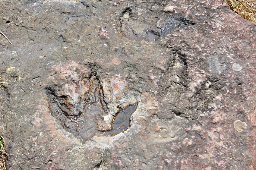 Dinosaur footprints at phuluang wildlife sanctuary, loei province, Thailand. Stock Photo - 26173090