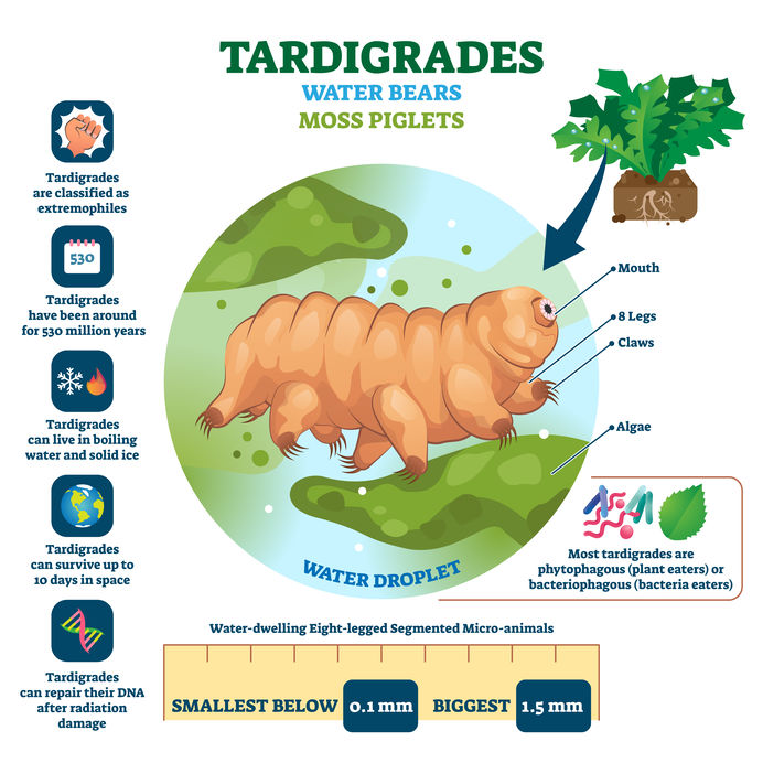 Water Bears are tardigrades, tiny are almost microscopic animals.