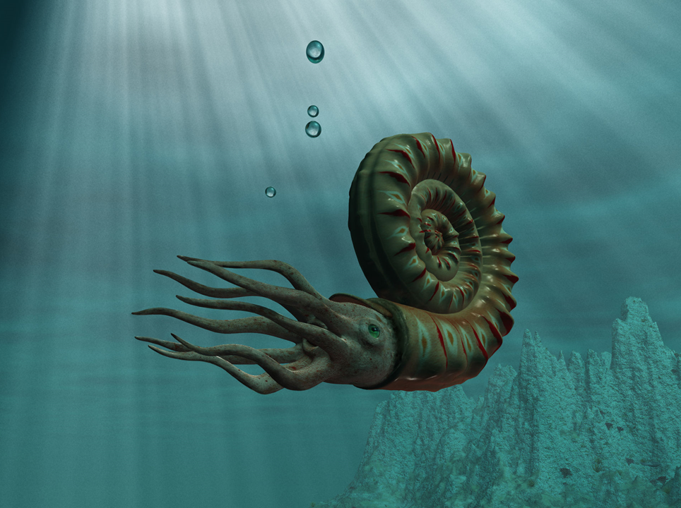 Ammonite graphic