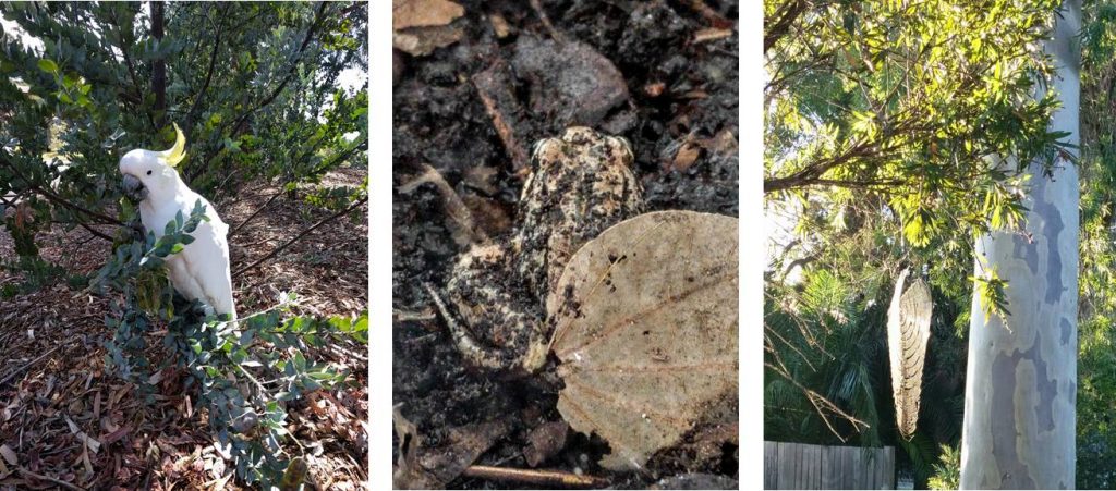 Composite images of a cockatoo, frog and spider web