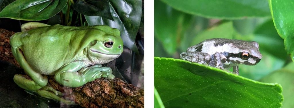 Composite image of 2 frogs