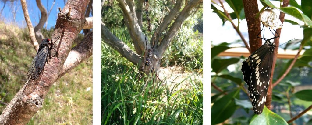 Composite image of different invertebrates; cicada, golden orb weaving spider and oleander butterfly