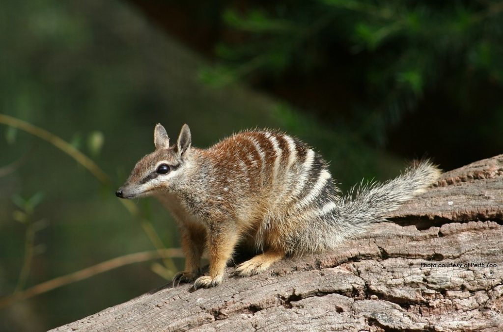 Image of a Numbat at Perth Zoom