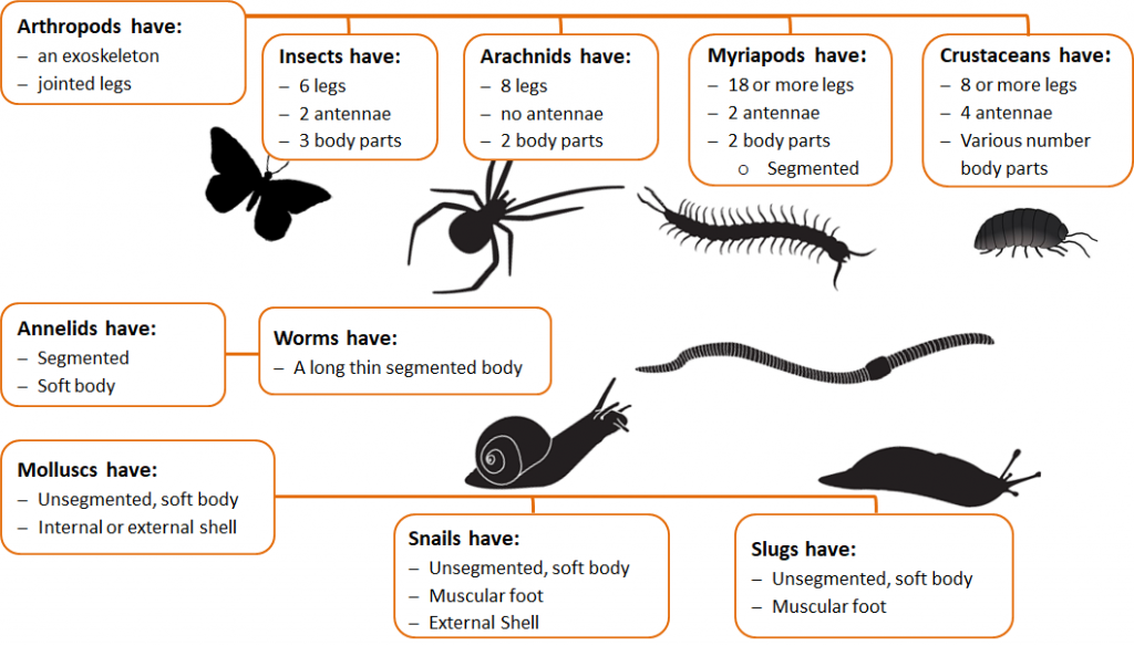 Minibeast identification chart