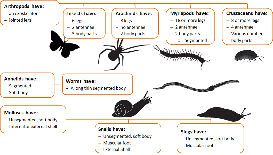 Invertebrates Investigated: What's living in your backyard?