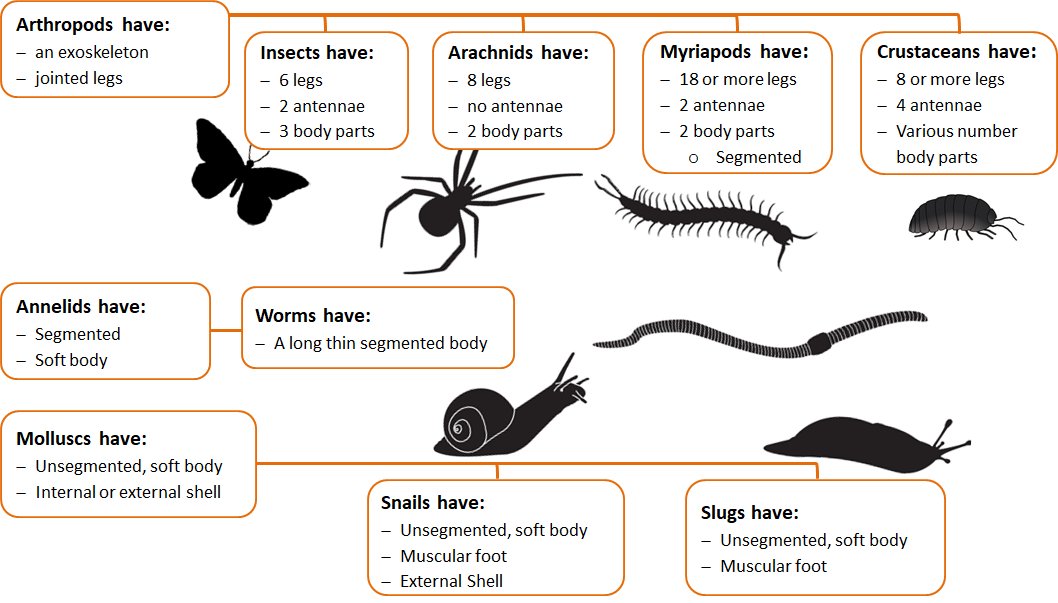 Insect and Invertebrate Adhesive and Repair Comparison Guide